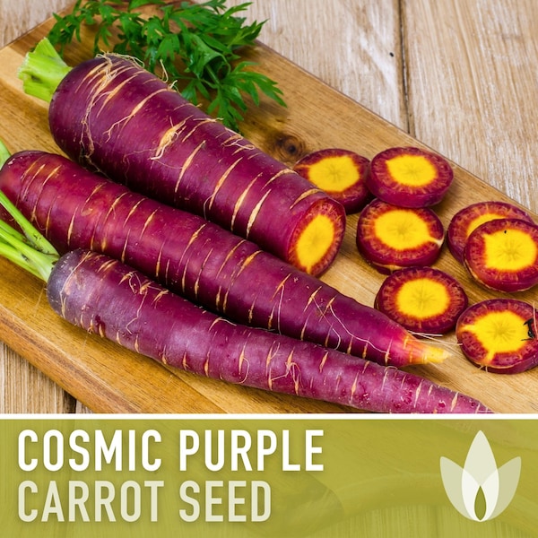 Cosmic Purple Carrot Heirloom Seeds - Danvers Carrot, Purple Carrot Seeds, Juicing Carrot, Beta-Carotene, Anthocyanins, Easy to Grow Non-GMO