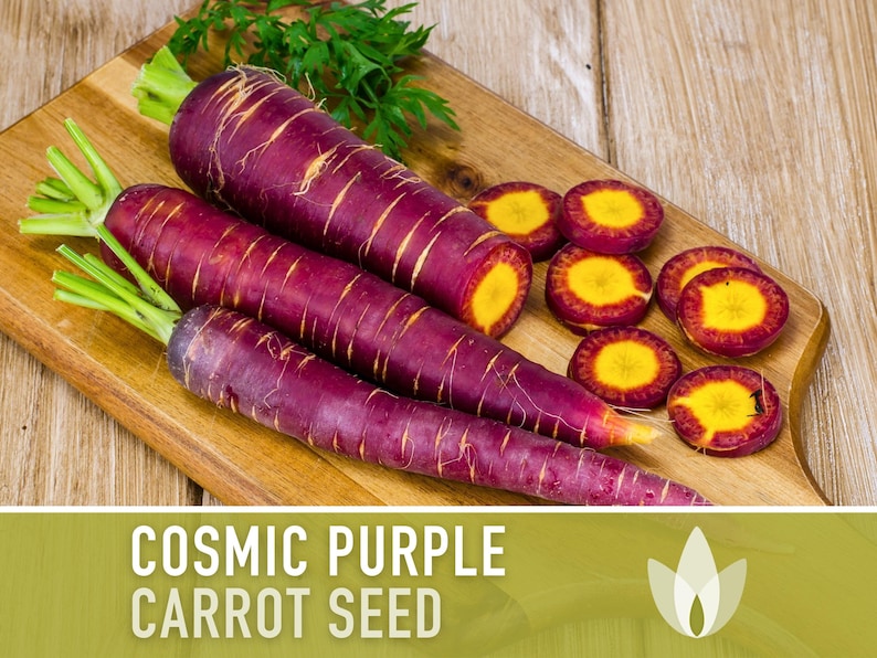 Cosmic Purple Carrot Heirloom Seeds Danvers Carrot, Purple Carrot Seeds, Juicing Carrot, Beta-Carotene, Anthocyanins, Easy to Grow Non-GMO image 1