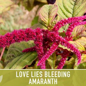 Semillas tradicionales de amaranto sangrante Love Lies imagen 6