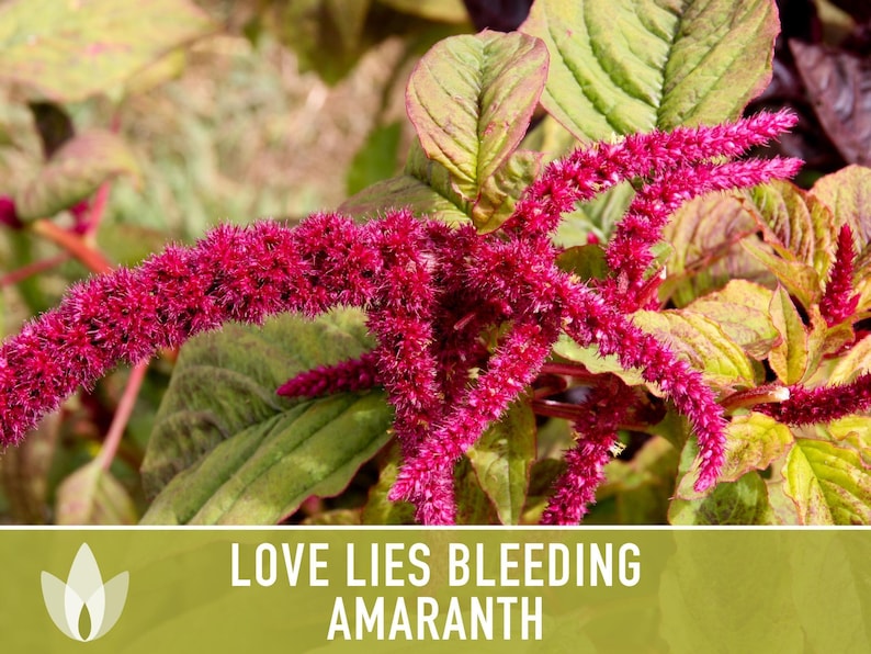 Semillas tradicionales de amaranto sangrante Love Lies imagen 6