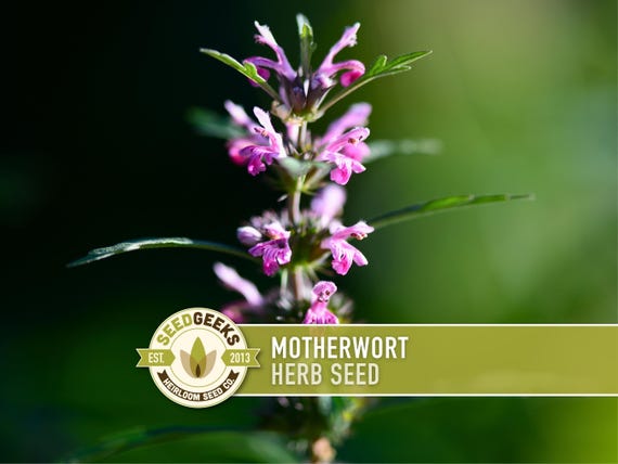 Motherwort Herb Seeds - Heirloom Medicinal Plant, Pollinator Friendly