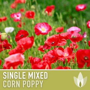 Single Mixed Corn Poppy,  Heirloom Seeds - Flower Seeds, Cool Weather Seeds, Flowers, Flower Mix, Remembrance, Common Poppy