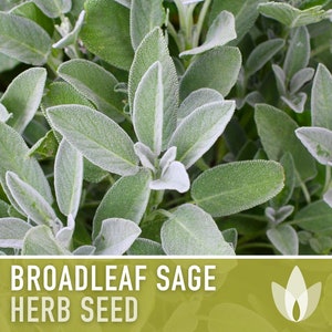 Sage, Broadleaf Heirloom Herb Seeds - Non-GMO, Open Pollinated, Culinary Medicial Herb