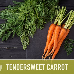 Tendersweet Carrot Heirloom Seeds Seed Packets, Orange Carrot Seeds, Juicing Carrot, Rainbow Carrot, Easy to Grow, Open Pollinated,Non-GMO image 9