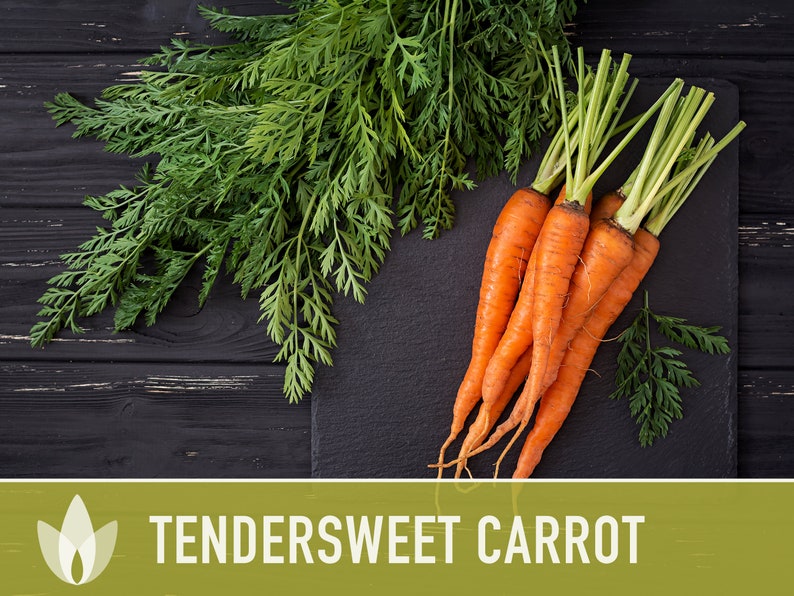 Tendersweet Carrot Heirloom Seeds Seed Packets, Orange Carrot Seeds, Juicing Carrot, Rainbow Carrot, Easy to Grow, Open Pollinated,Non-GMO image 9