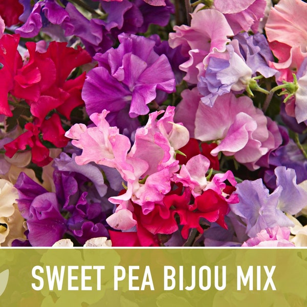 Sweet Pea, Bijou Dwarf Flower Mix Seeds - Heirloom Seeds, Ornamental Flower Seeds, Pollinator Garden, Open Pollinated, Non-GMO
