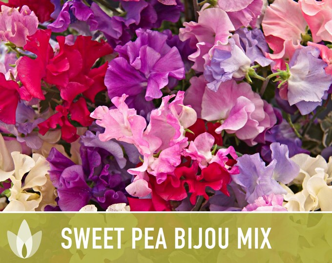 Streamers Chocolate Sweet Peas, Burgundy, Plum and White Streaked, Annual Sweet Peas, 50 Seeds
