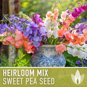 Heirloom Sweet Pea Flower Mix | 25+ Seeds, Cottage Garden, Fragrant Blooms, Lathyrus odoratus Bild 4