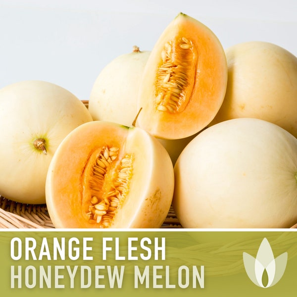 Honeydew Melon, Orange Flesh Seeds - Heirloom Seeds, Sweet Orange Flesh, Creamy White Skin, Cucumis Melo, Open Pollinated, Non-GMO