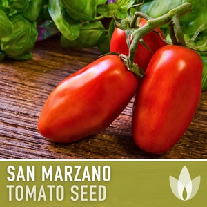 San Marzano Tomato Heirloom Seeds Paste Tomato, Canning Tomato, Slicing Tomato, Indeterminate, Open Pollinated, Non-GMO image 1