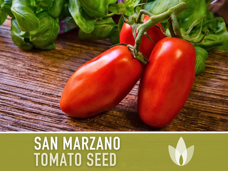 San Marzano Tomato Heirloom Seeds Paste Tomato, Canning Tomato, Slicing Tomato, Indeterminate, Open Pollinated, Non-GMO image 1