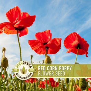 May include: Vibrant red corn poppy flowers with delicate petals stand tall against a bright blue sky. The image features several open blooms and seed pods, with the text "Red Corn Poppy Flower Seed" and a logo for Seed Geeks.
