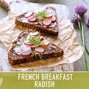 French Breakfast Radish Heirloom Seeds - Open Pollinated, Container Garden, Non-GMO image 8