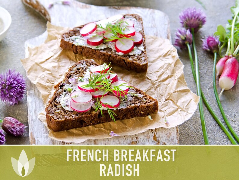 French Breakfast Radish Heirloom Seeds - Open Pollinated, Container Garden, Non-GMO image 8