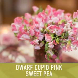 Sweet Pea, Cupid Pink Flower Seeds Heirloom Seeds, Dwarf Flower Seeds, Fragrant Flower, Pollinator Garden, Open Pollinated, Non-GMO image 4