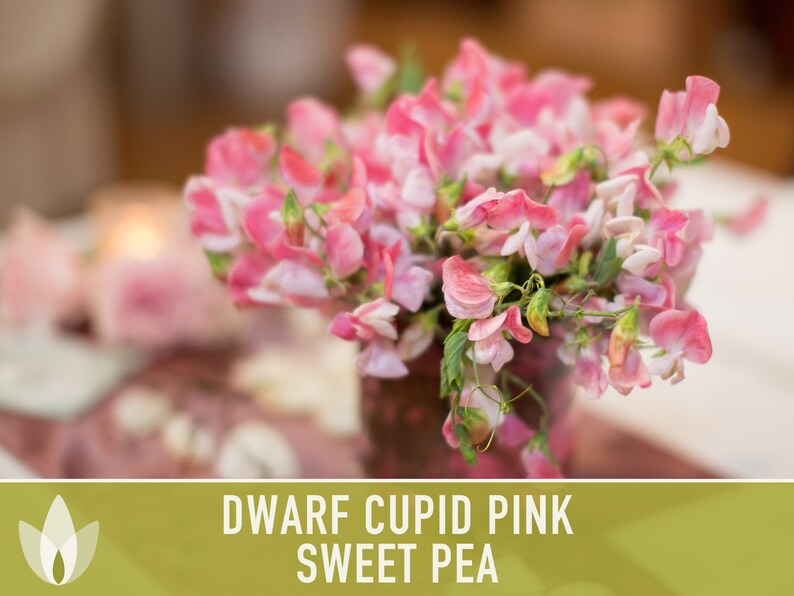 Sweet Pea, Cupid Pink Flower Seeds Heirloom Seeds, Dwarf Flower Seeds, Fragrant Flower, Pollinator Garden, Open Pollinated, Non-GMO image 4