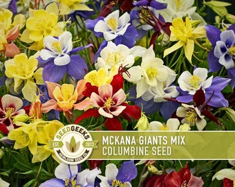 McKana Giants Columbine Seeds, Heirloom Aquilegia, Cut Flowers (100 Seeds)