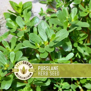 Portulaca Seed - Etsy