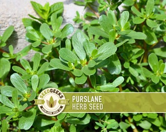 Purslane Herb Seeds - Heirloom, Open Pollinated, Edible Ground Cover