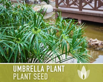 Umbrella Plant Seeds - Heirloom Seeds, Ornamental Grass, Umbrella Flatsedge, Houseplant, White Flowers, Cyperus Alternifolius, Non-GMO