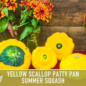 Yellow Scallop Patty Pan Bush Summer Squash Heirloom Seeds image 7