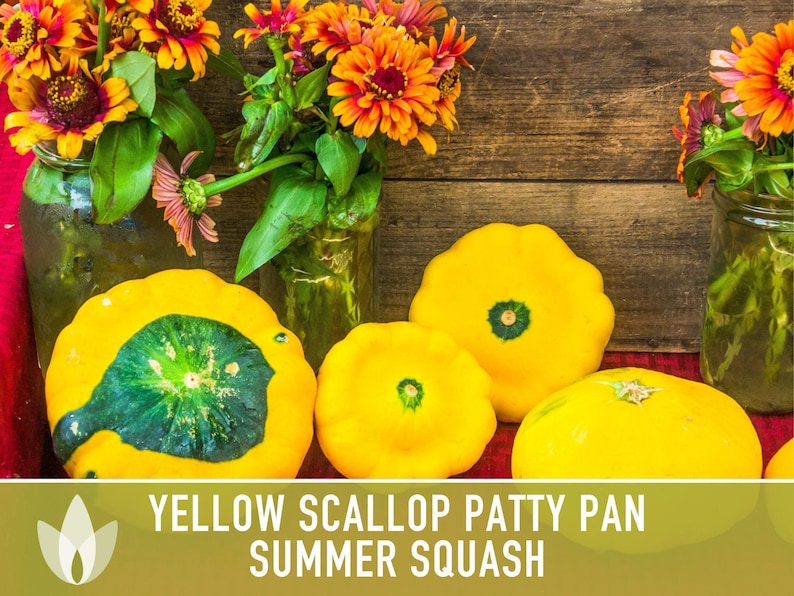 Yellow Scallop Patty Pan Bush Summer Squash Heirloom Seeds image 7