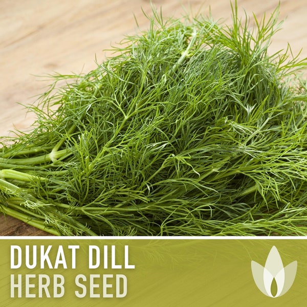 Dukat Dill Heirloom Seeds - Pickling Spice, Scandinavian Dill, Non-GMO, Culinary Herb, Butterfly Host Plant, Swallowtail Butterfly