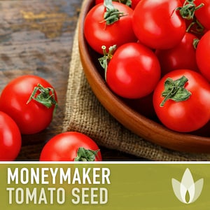 Moneymaker Tomato Seeds - Heirloom Seeds, Indeterminate, Slicing Tomato, Sauce Tomato, High Yield, Heat Loving, Salsa Garden, Non-GMO