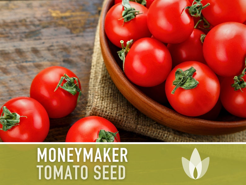 Moneymaker Tomato Seeds Heirloom Seeds, Indeterminate, Slicing Tomato, Sauce Tomato, High Yield, Heat Loving, Salsa Garden, Non-GMO image 1