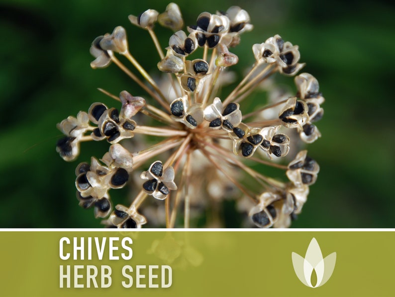 Chives Heirloom Herb Seeds image 9