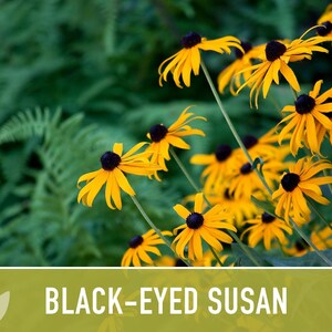 Heirloom Black-Eyed Susan Seeds, Native Rudbeckia Hirta Flower Bild 8