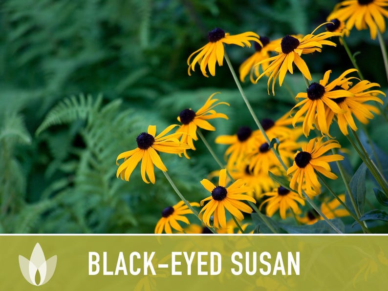 Heirloom Black-Eyed Susan Seeds, Native Rudbeckia Hirta Flower Bild 8