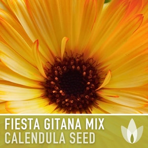 Fiesta Gitana Calendula Flower Seeds - Heirloom Seeds, Cut Flower, Edible Flower, Dwarf Calendula Officinalis, Open Pollinated, Non-GMO