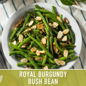 Royal Burgundy Bush Bean Heirloom Seeds Bild 3