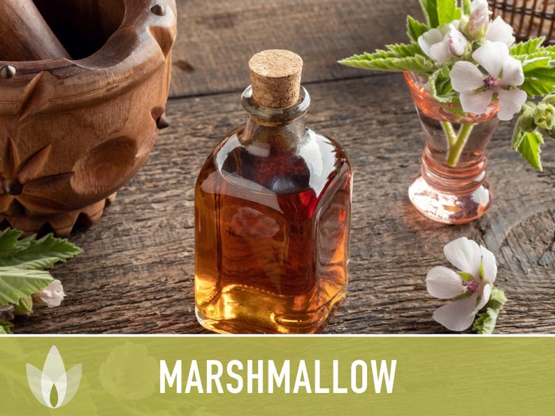 Marshmallow Herb Seeds | 50+ Seeds, Organic, Medicinal, Culinary, Heirloom Flower, Althaea Officinalis image 5