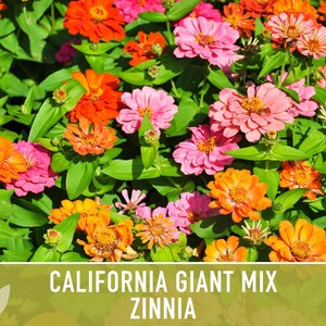 California Giant Zinnia Seed Mix | 100+ Seeds, Heirloom Flowers, Butterfly Garden, Zinnia elegans image 9