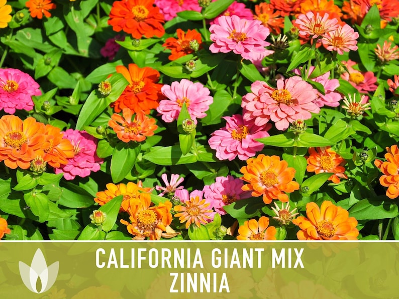 California Giant Zinnia Seed Mix | 100+ Seeds, Heirloom Flowers, Butterfly Garden, Zinnia elegans image 9