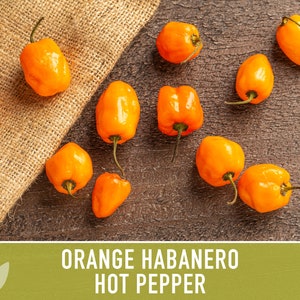 Habanero Orange Pepper Heirloom Seeds image 6