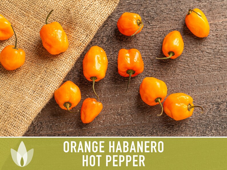 Habanero Orange Pepper Heirloom Seeds image 6