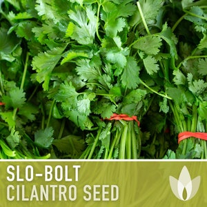 Slo-Bolt Cilantro Herb Heirloom Seeds image 6
