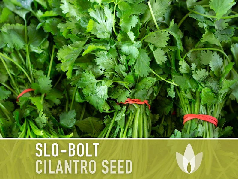 Slo-Bolt Cilantro Herb Heirloom Seeds image 6