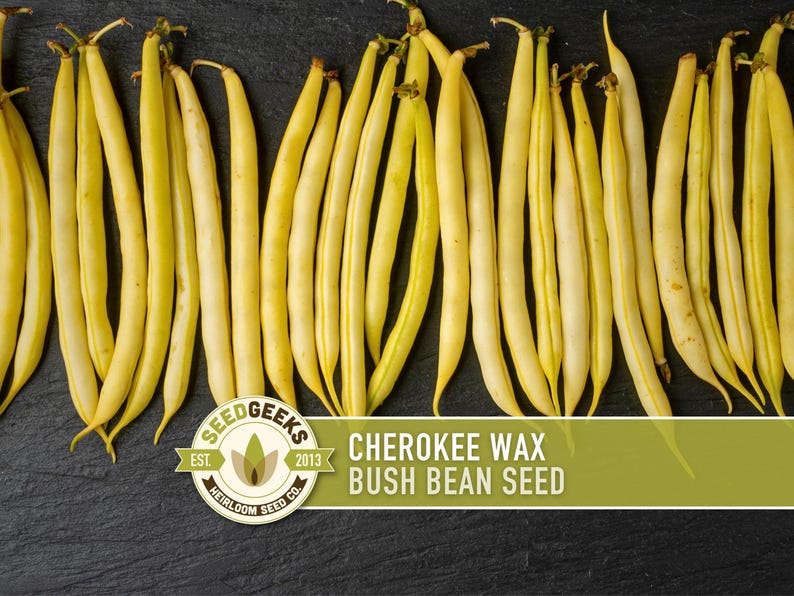 SeedGeeks Cherokee Wax Bush Bean Seeds