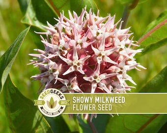 Showy Milkweed Seeds – Heirloom Asclepias Speciosa, Monarch Butterfly Garden