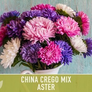 China Aster Crego Mix Flower Seeds | 100+ seeds, Heirloom, Nectar Source, Wildflower, Callistephus chinensis image 8