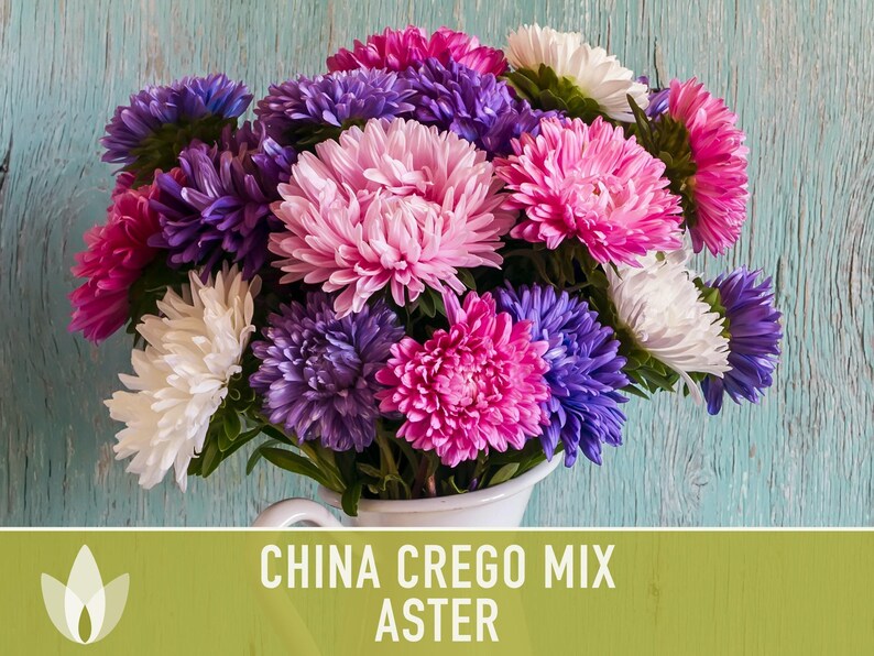 China Aster Crego Mix Flower Seeds | 100+ seeds, Heirloom, Nectar Source, Wildflower, Callistephus chinensis image 8