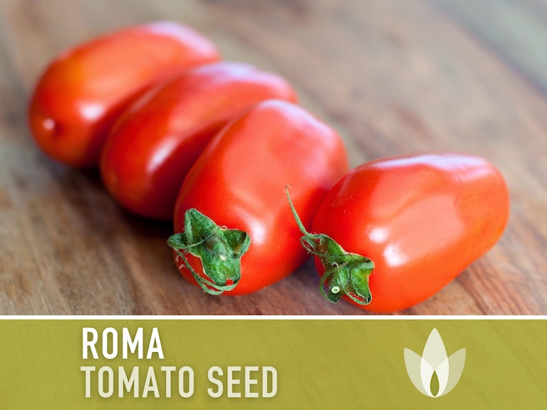 Roma Tomato Heirloom Seeds Paste Tomato, Seed Packet, Non-GMO, Open Pollinated image 1