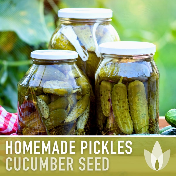 Homemade Pickles Cucumber Heirloom Seeds - Open Pollinated, Non-GMO