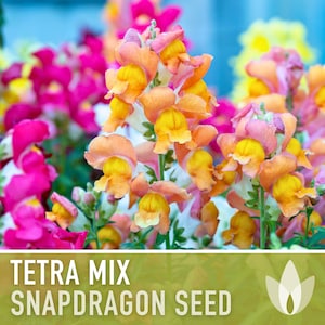 Snapdragon, Tetra Mix - 100 Seeds - Heirloom Flower Seeds, Cut Flower Garden, Cottage Garden, Fairy Pixie Garden, Antirrhinum Majus, Non-GMO