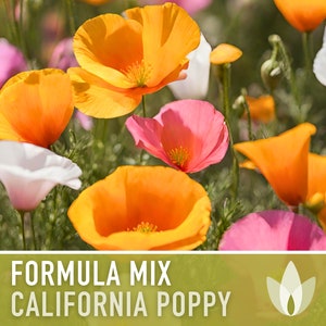California Poppy, Mix Heirloom Seeds - Flower Seeds, Cool Weather Seeds, Flowers, Cool Season Flowers, Annual, California