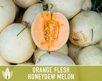 Orange Flesh Honeydew Melon